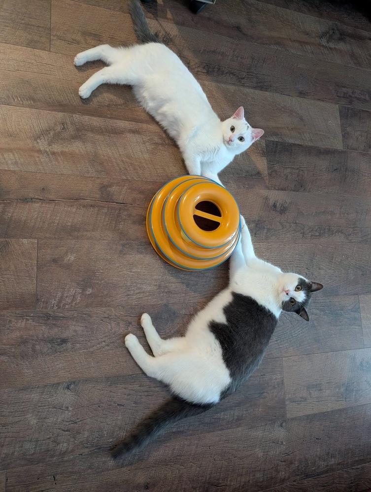 Enlarge Jul, a Adoptable mixed breed in Poplar Grove, IL image 4/6