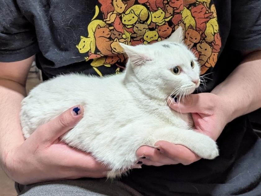 Enlarge Jul, a Adoptable mixed breed in Poplar Grove, IL image 5/6