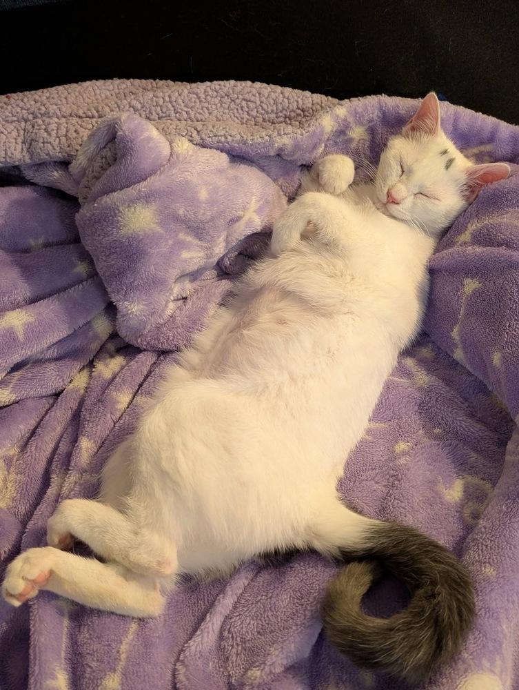 Enlarge Jul, a Adoptable mixed breed in Poplar Grove, IL image 6/6