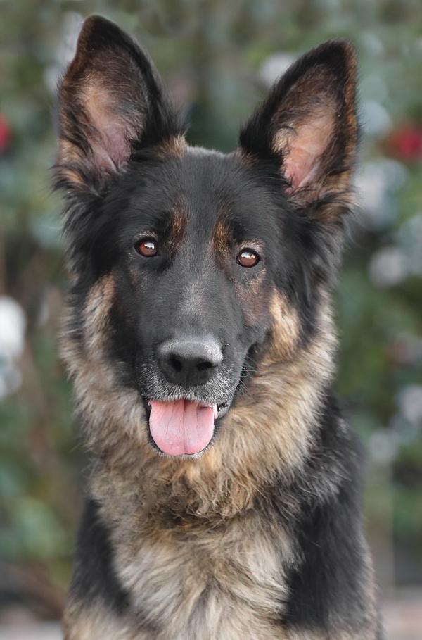 *Paislie von Prislich , adopted, Young Female German Shepherd Dog.