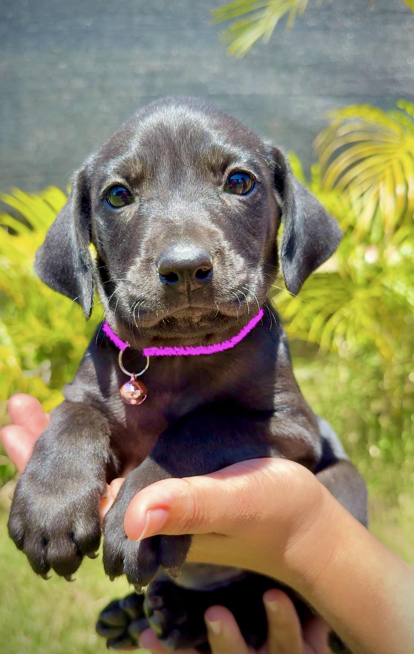 Enlarge Penny - Loving, Black Lab mix, girl puppy - *LOW ADOPTION FEE $250*, a Adoptable mixed breed in Brooklyn , NY image 1/6