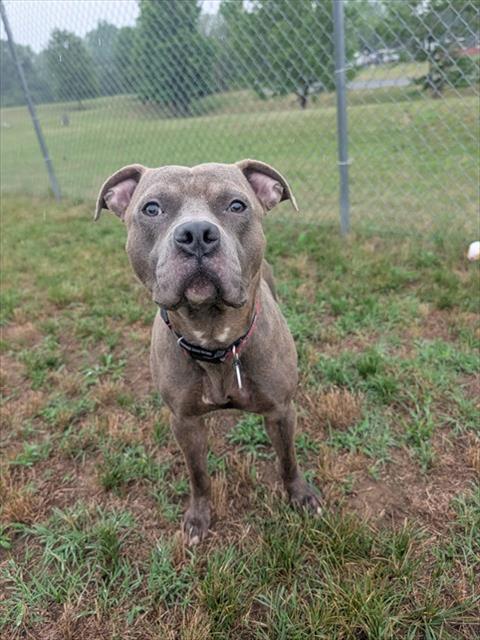 Enlarge DYLAN, a Adoptable mixed breed in Upper Marlboro, MD image 1/1