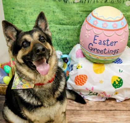 Enlarge Samantha, an adopted mixed breed in Hamilton, OH image 1/1