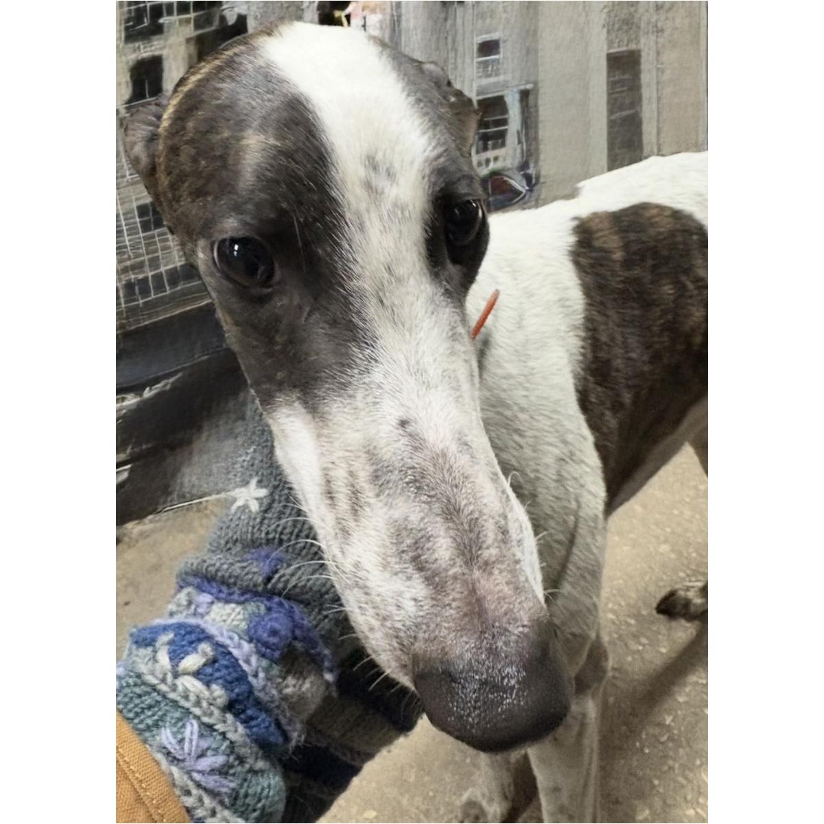 Lee Igor (Igor), Adopted, Adult Male Greyhound.