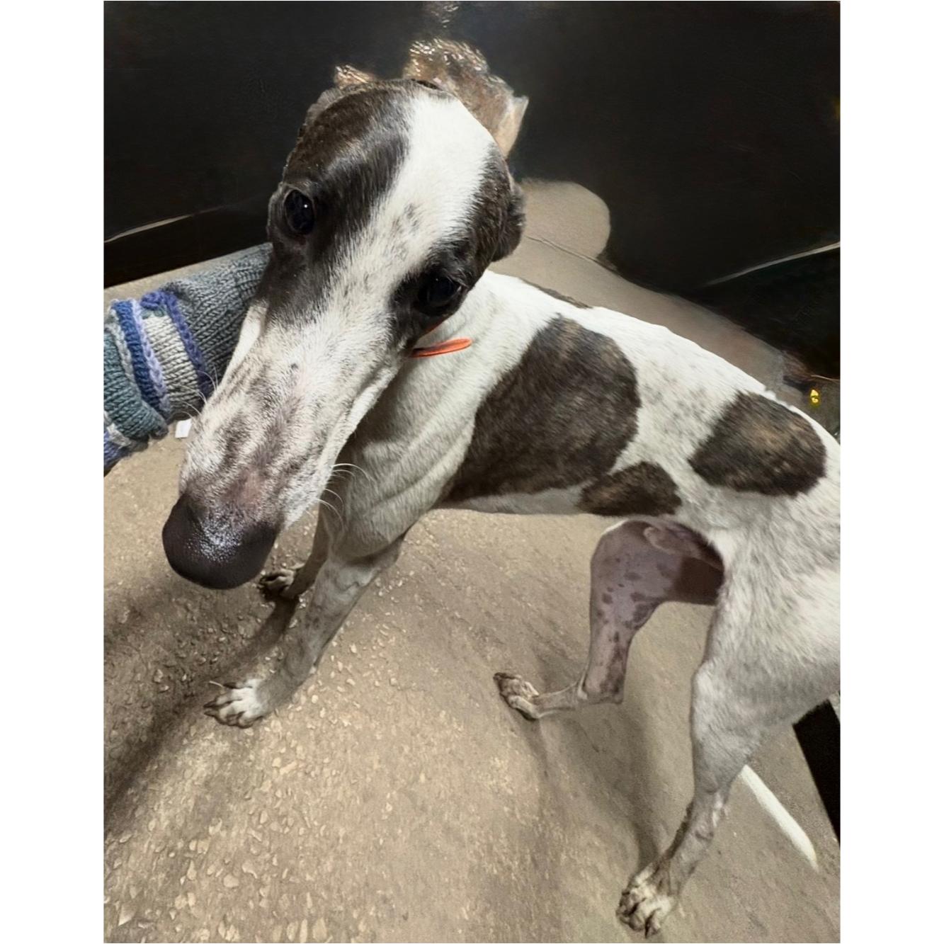 Lee Igor (Igor), a Adopted Greyhound in Tarpon Springs, FL image 2/6