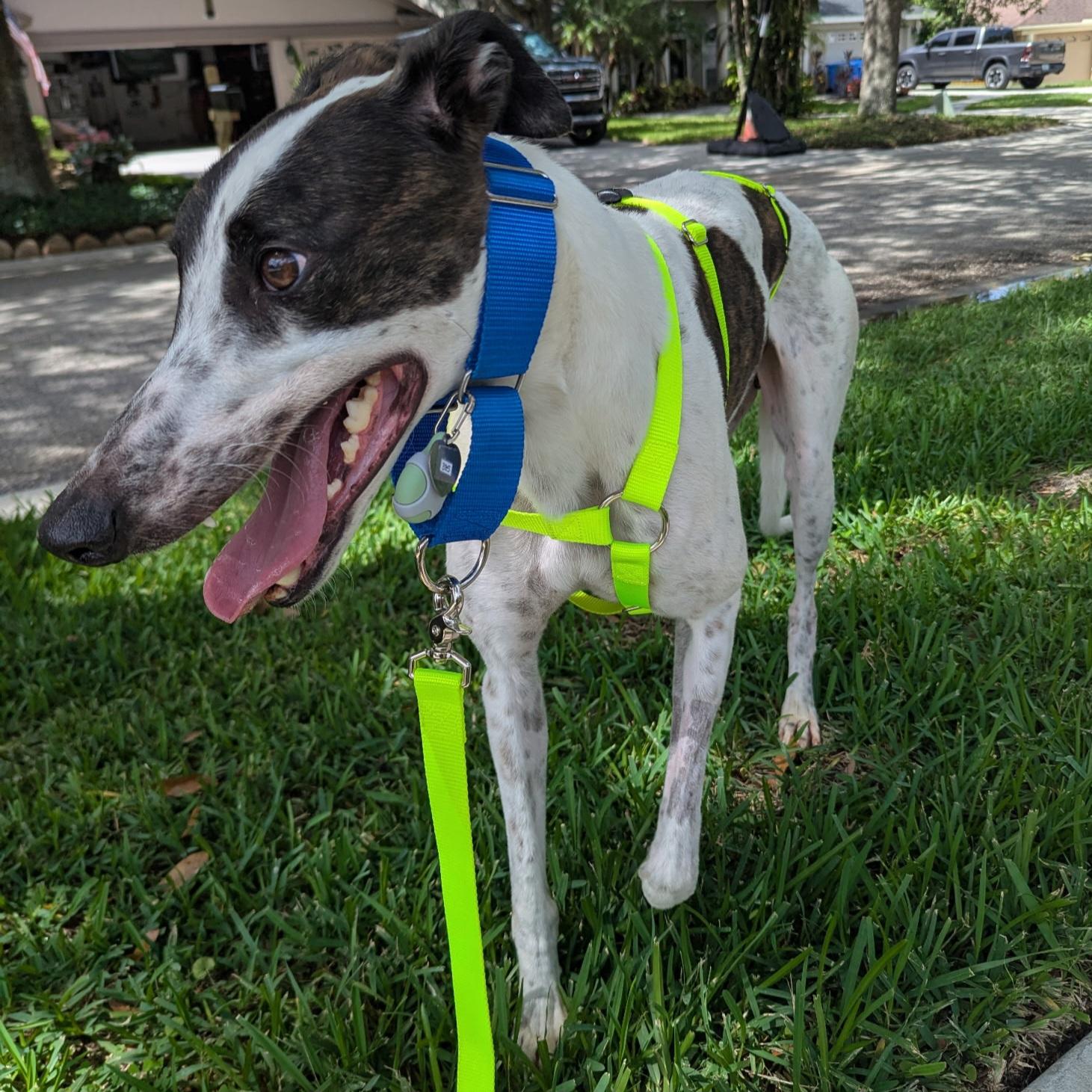 Lee Igor (Igor), a Adopted Greyhound in Tarpon Springs, FL image 3/6