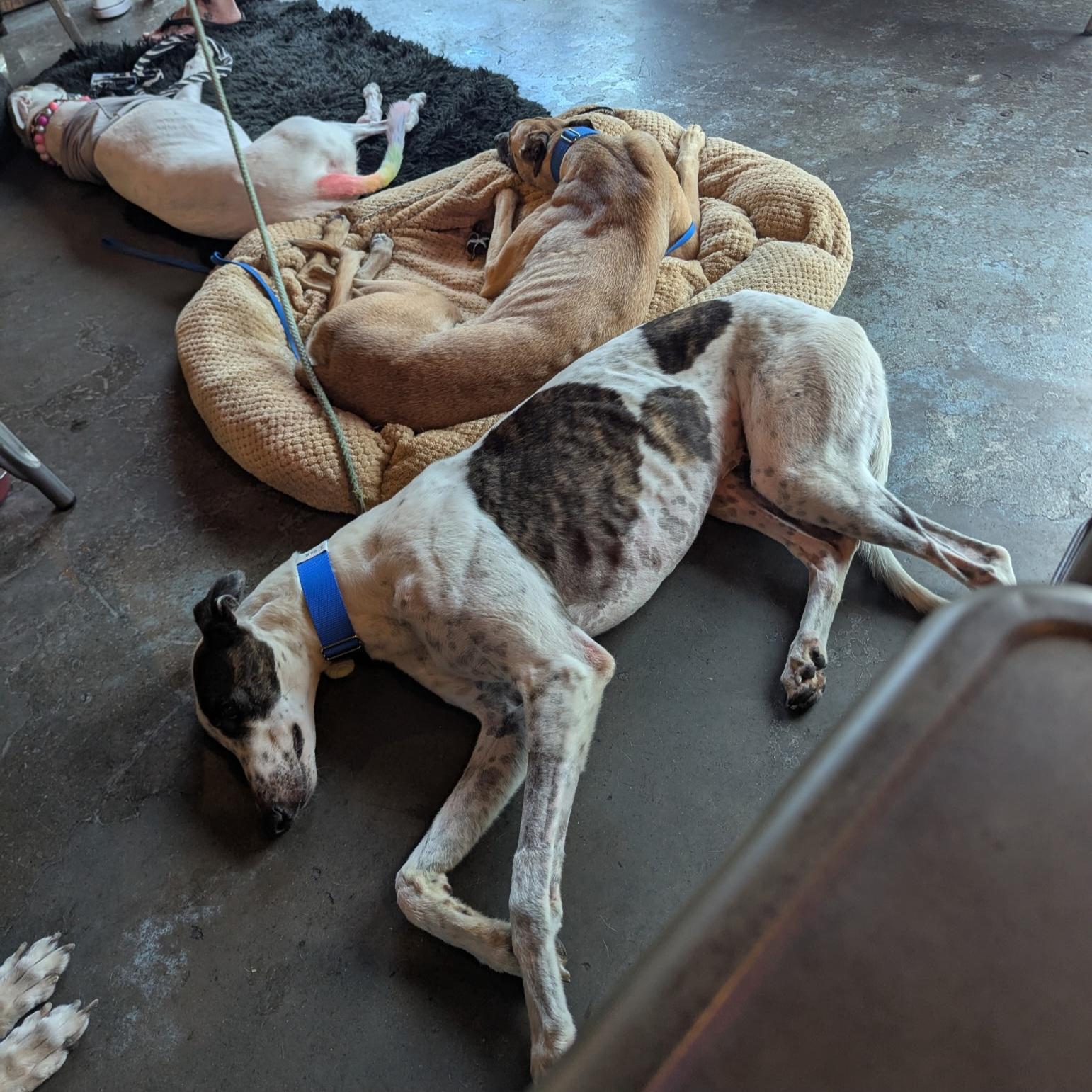 Lee Igor (Igor), a Adopted Greyhound in Tarpon Springs, FL image 4/6