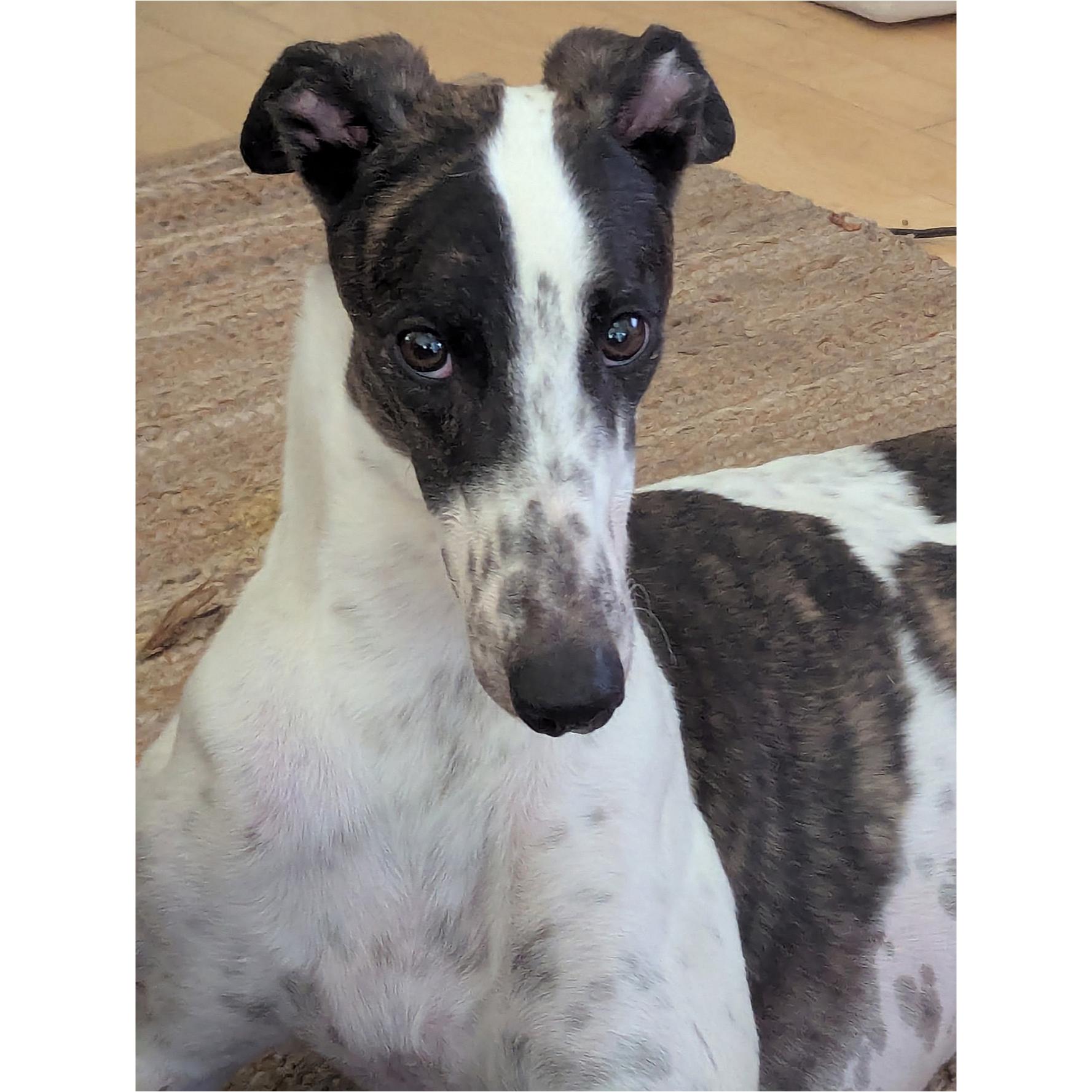 Lee Igor (Igor), a Adopted Greyhound in Tarpon Springs, FL image 5/6