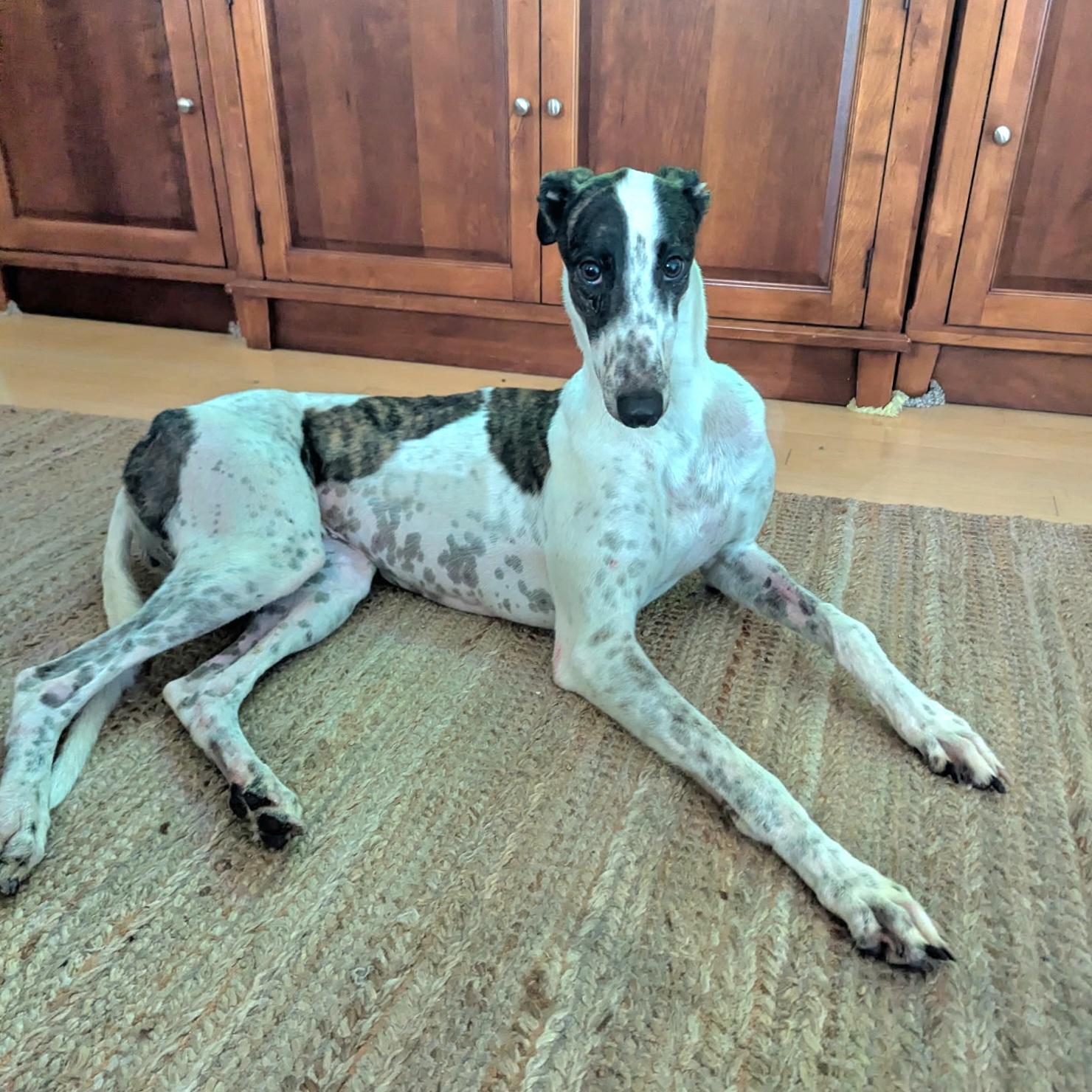 Lee Igor (Igor), a Adopted Greyhound in Tarpon Springs, FL image 6/6