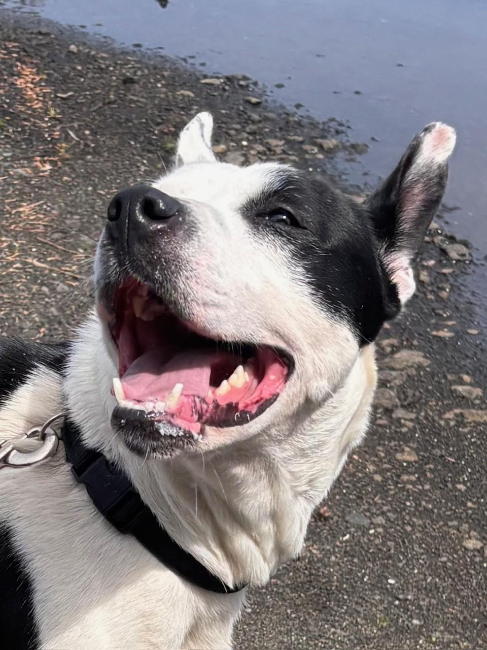 Ayla, ADOPTABLE, Young Female Pit Bull Terrier.