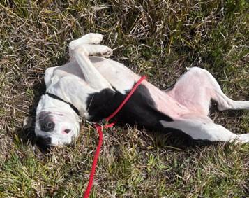 Enlarge Ayla, a ADOPTABLE Pit Bull Terrier in Waldport, OR image 2/3