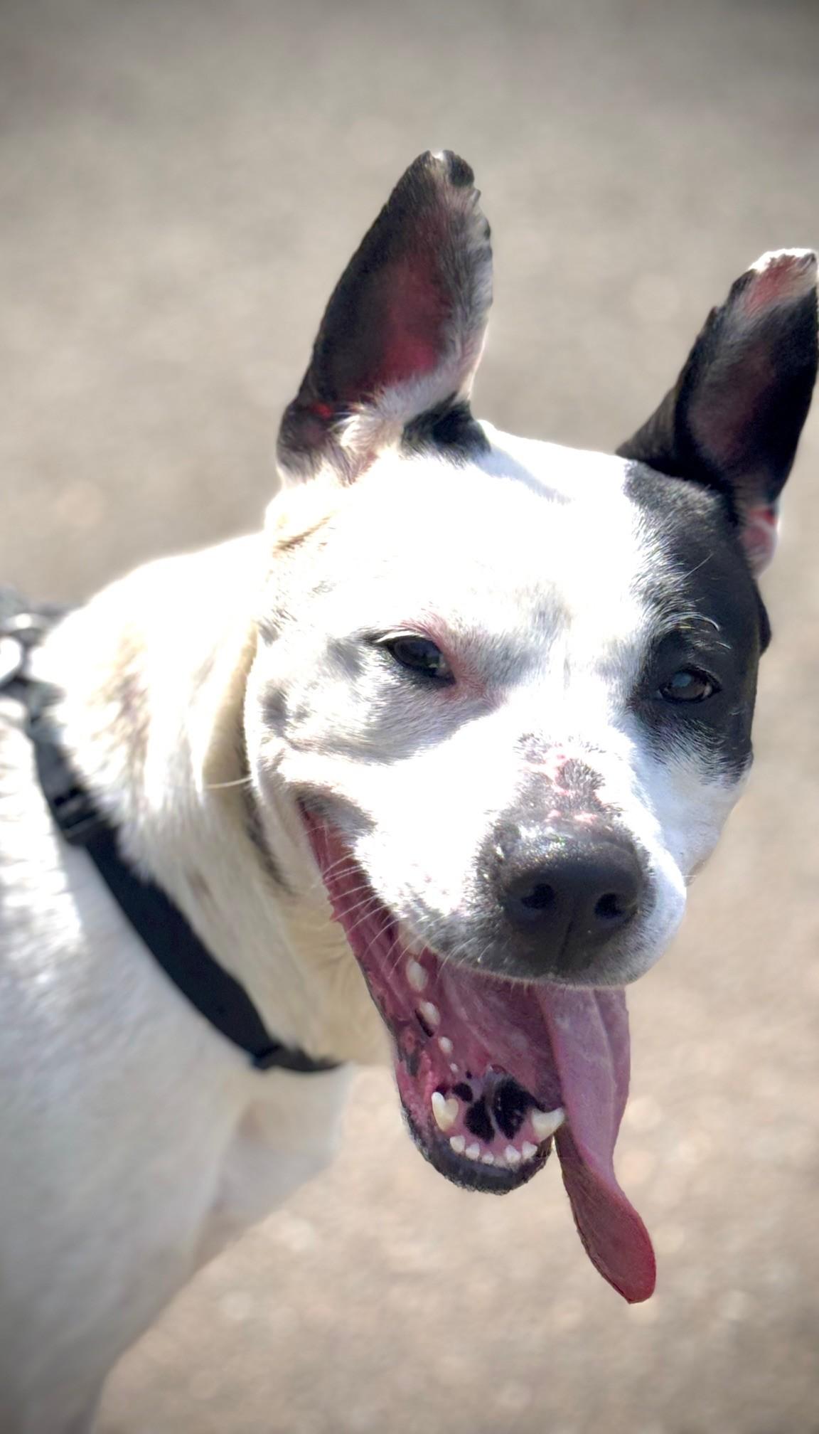 Enlarge Ayla, a ADOPTABLE Pit Bull Terrier in Waldport, OR image 3/3
