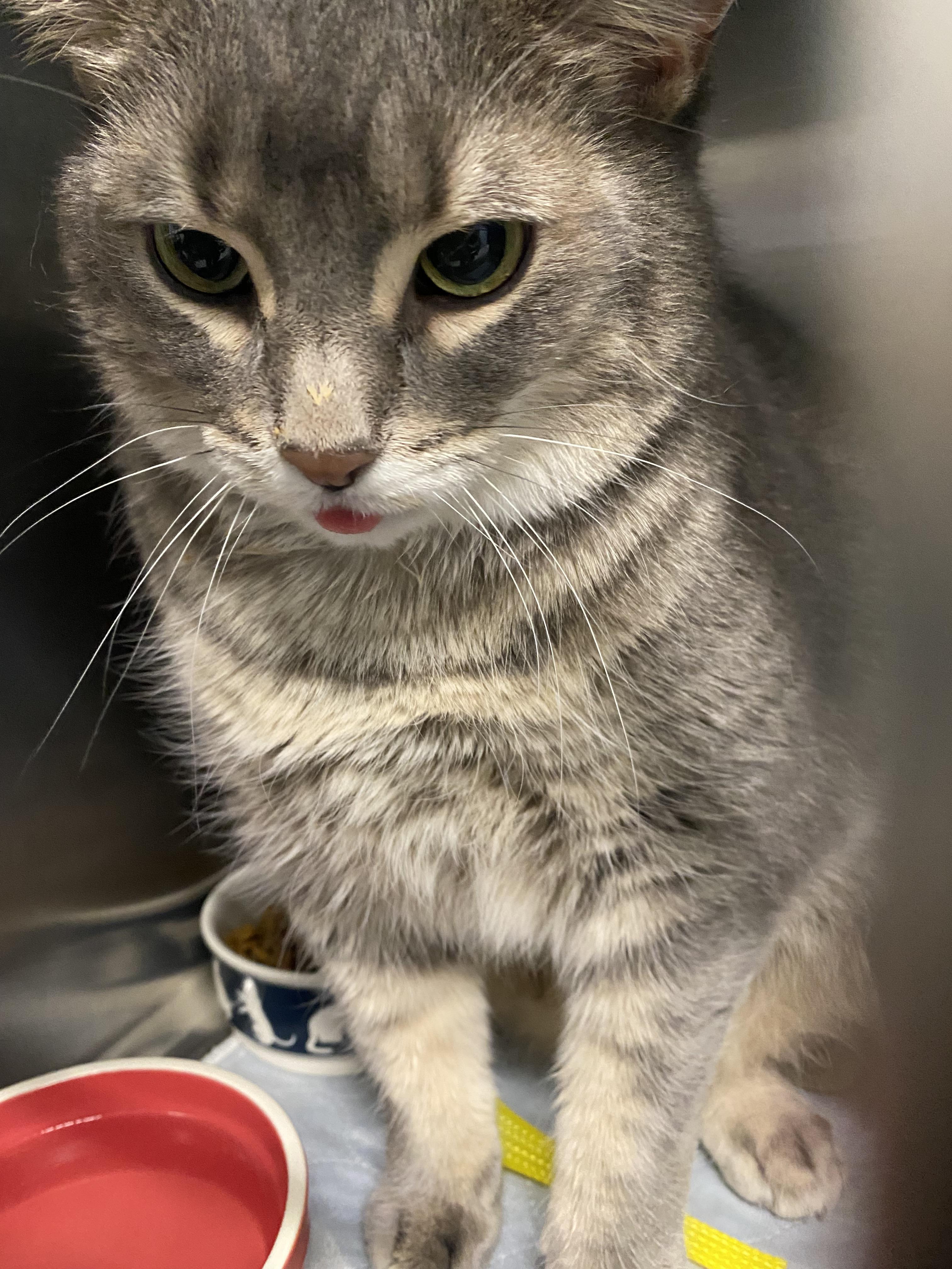 Enlarge Phoebe, a ADOPTABLE Domestic Short Hair in Belleville, MI image 2/2