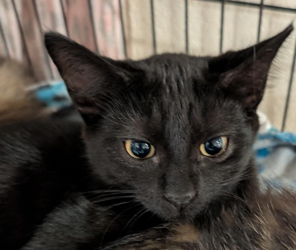 Enlarge CLYDE, a Adoptable mixed breed in Elizabethton, TN image 1/2