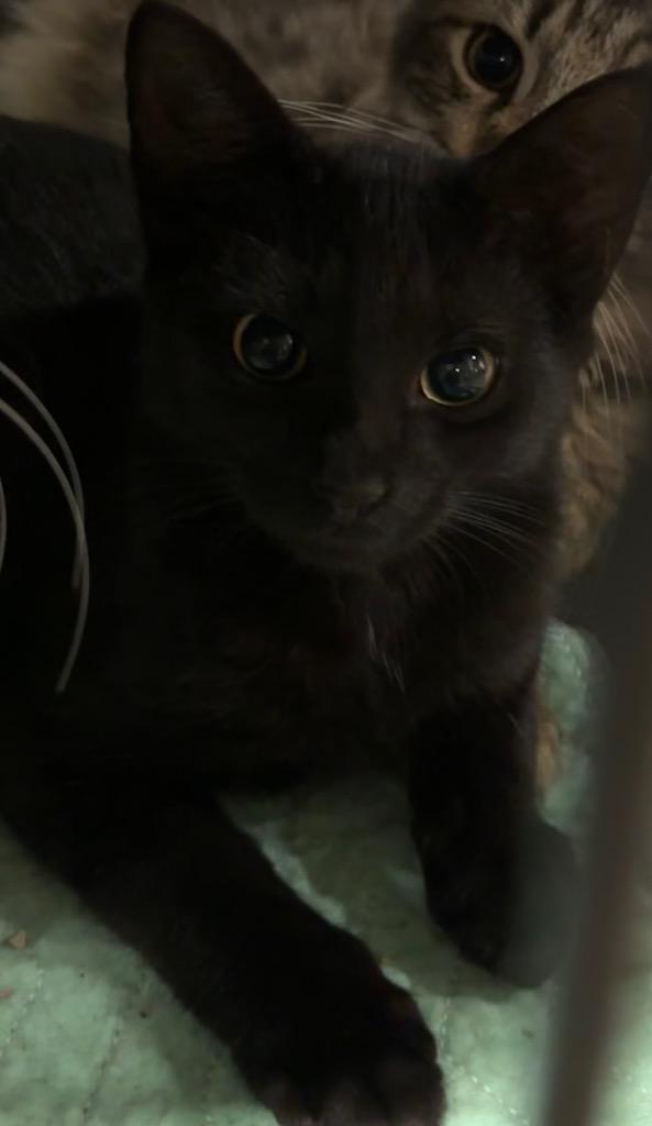 Enlarge CLYDE, a Adoptable mixed breed in Elizabethton, TN image 2/2