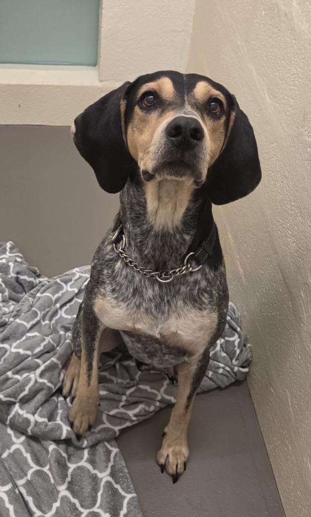 ELVIS, Adoptable, Young Male Bluetick Coonhound.
