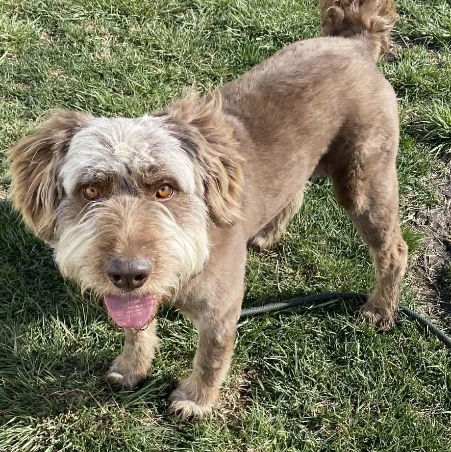 Enlarge Canelo , an adopted mixed breed in Minooka, IL image 1/3