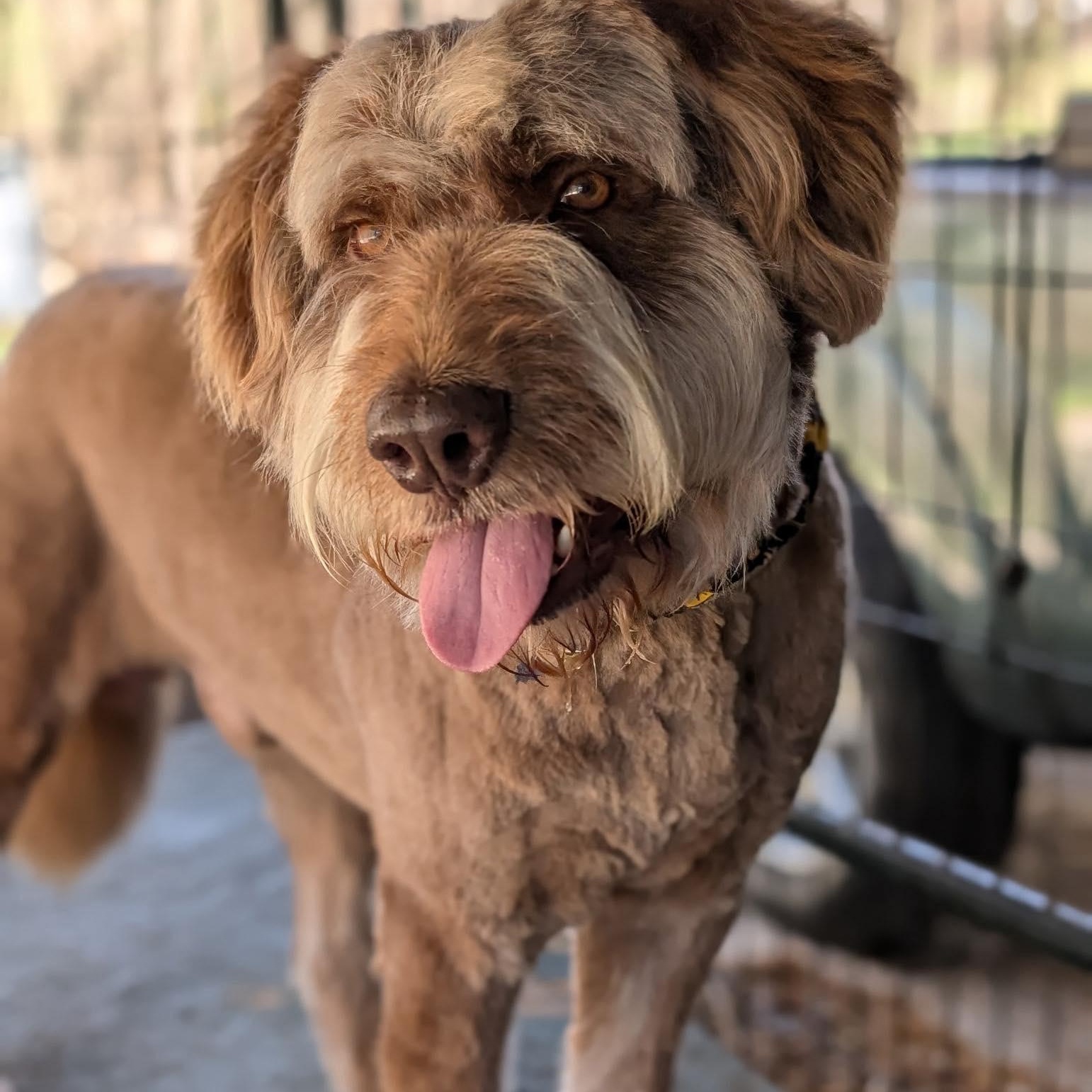 Enlarge Canelo , an adopted mixed breed in Minooka, IL image 2/3