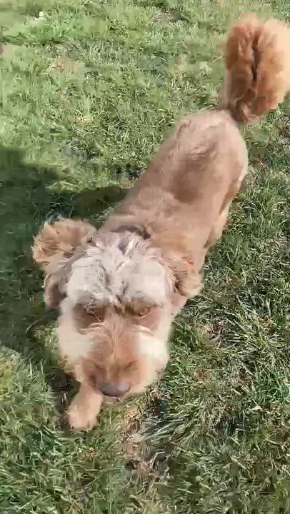 Enlarge Canelo , an adopted mixed breed in Minooka, IL video 3/3