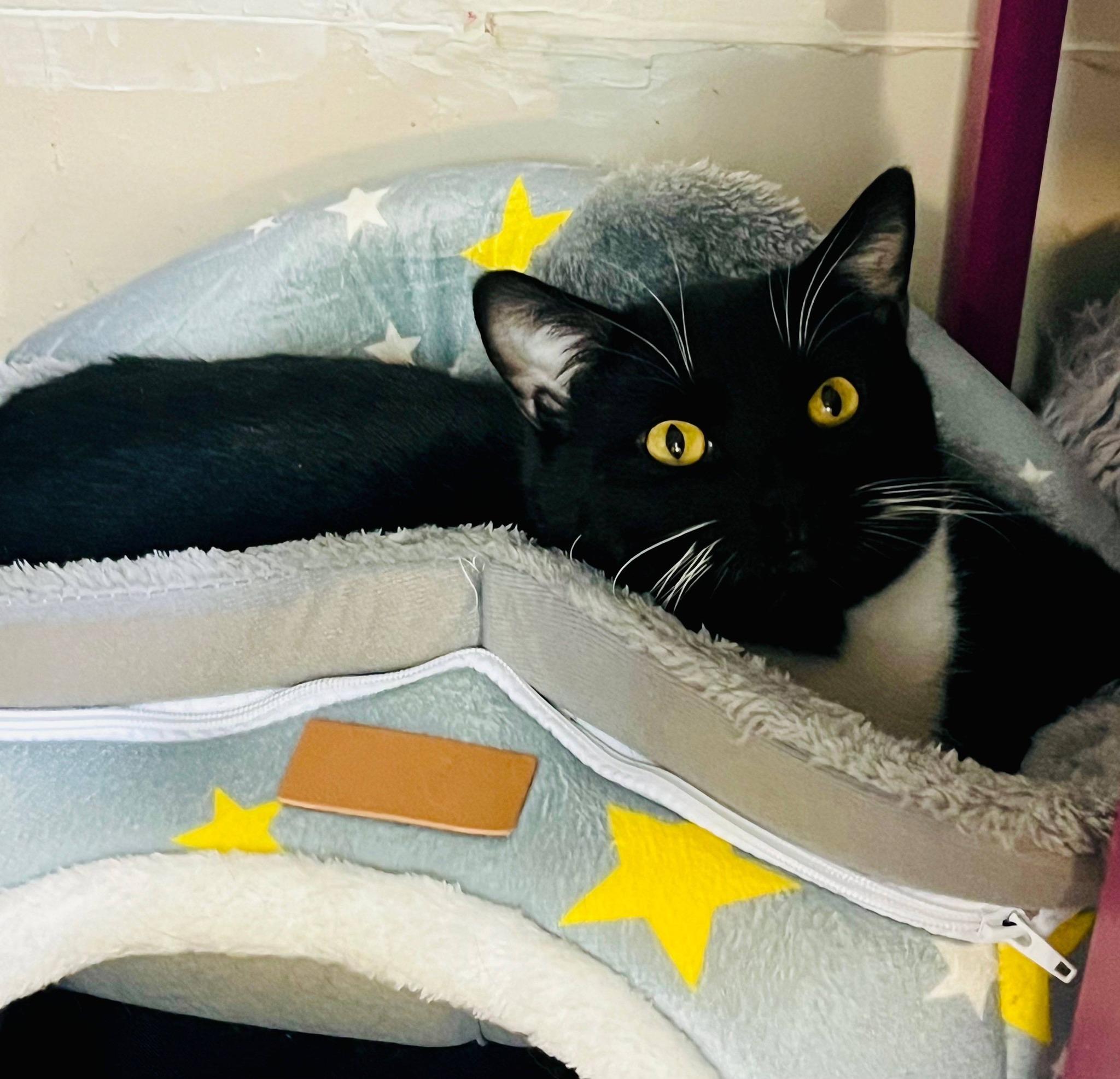 Enlarge Bruno, a ADOPTABLE Domestic Short Hair in Leavenworth, KS image 1/1