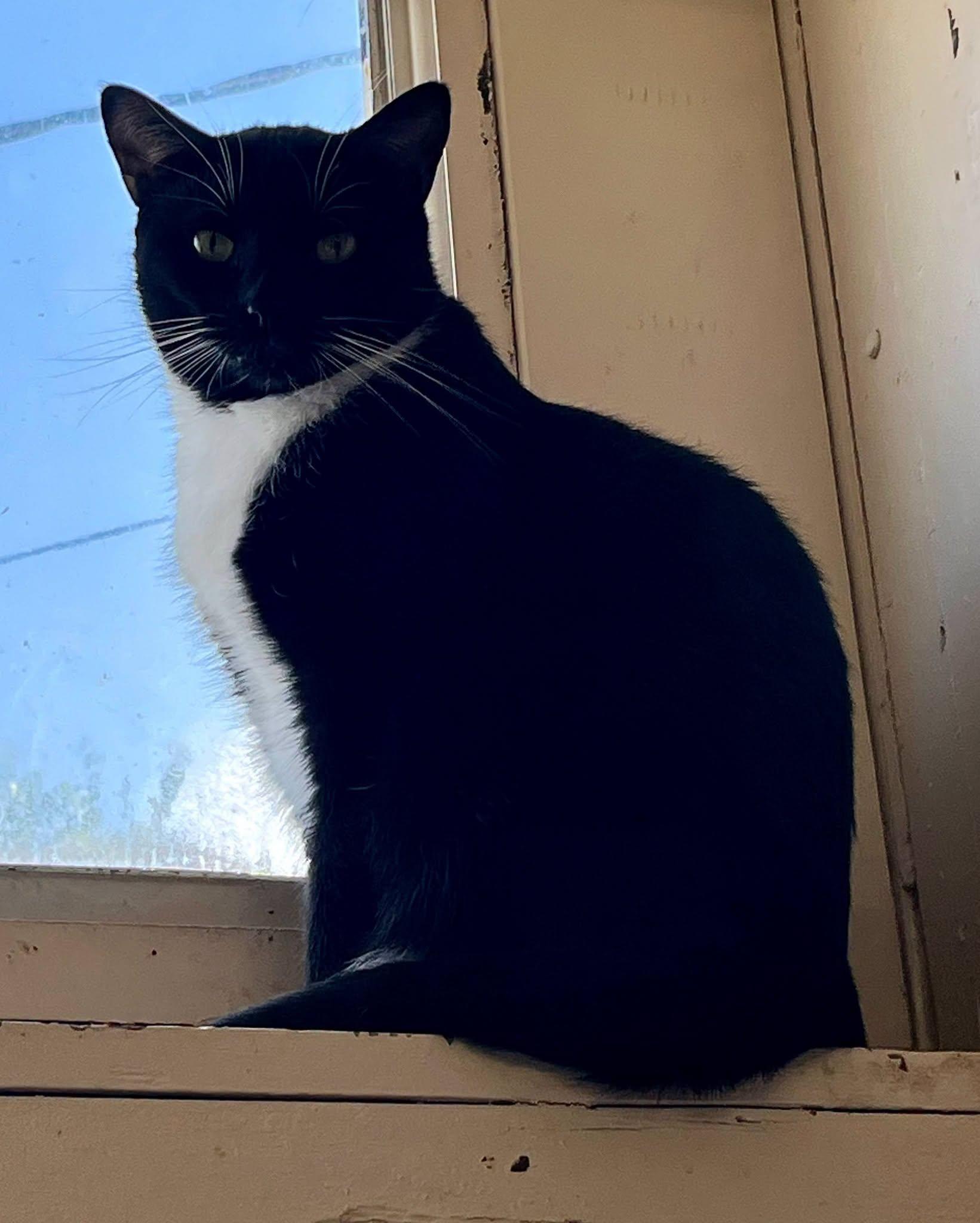 Enlarge Bruno, a Adoptable Tuxedo in Leavenworth, KS image 2/2