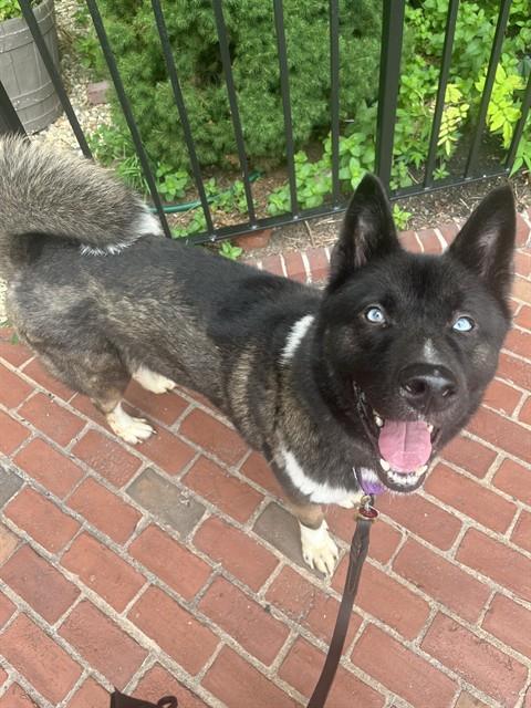 CARL, Adoptable, Adult Male Akita.