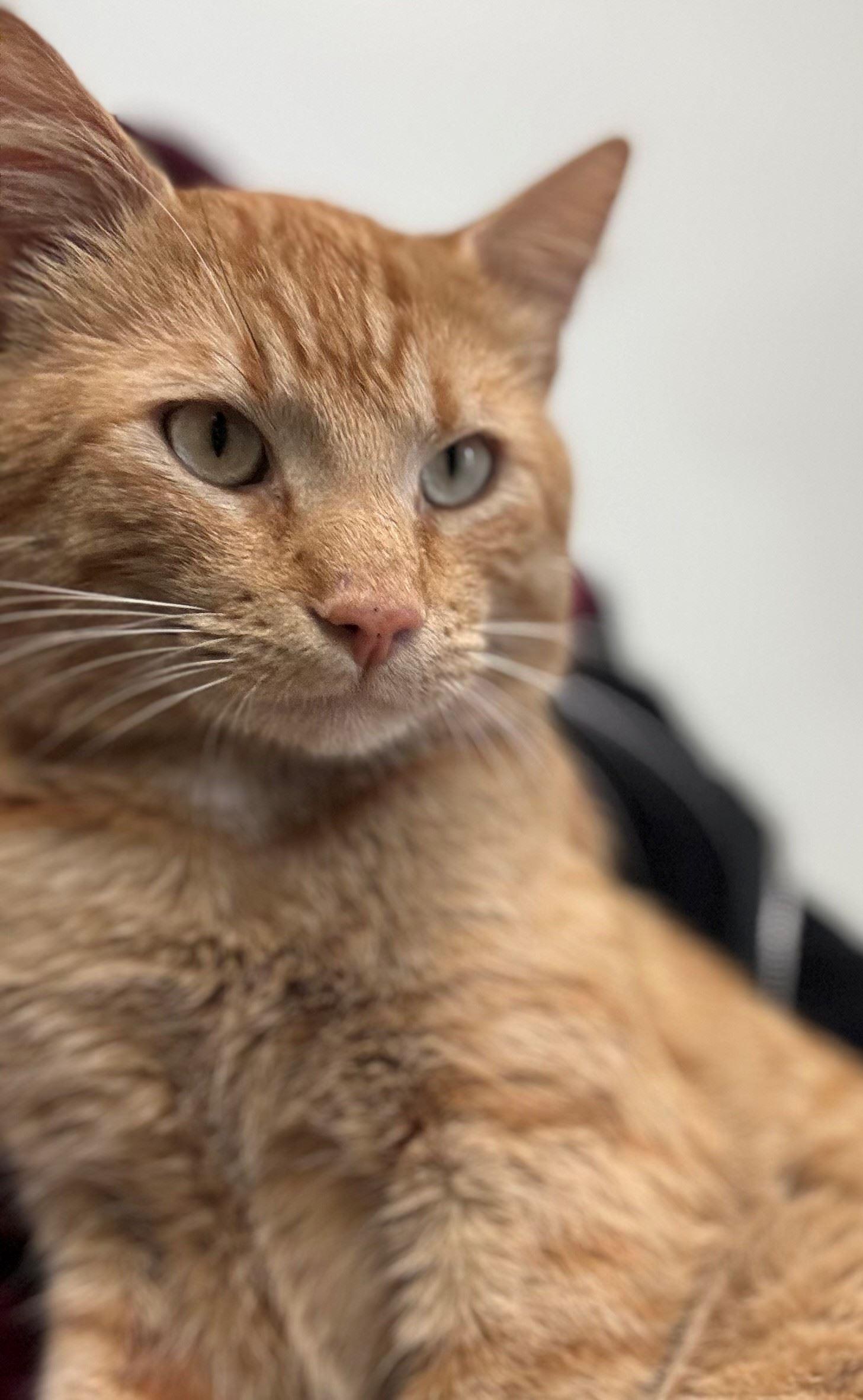 Speaker, ADOPTABLE, Adult Male Domestic Short Hair.