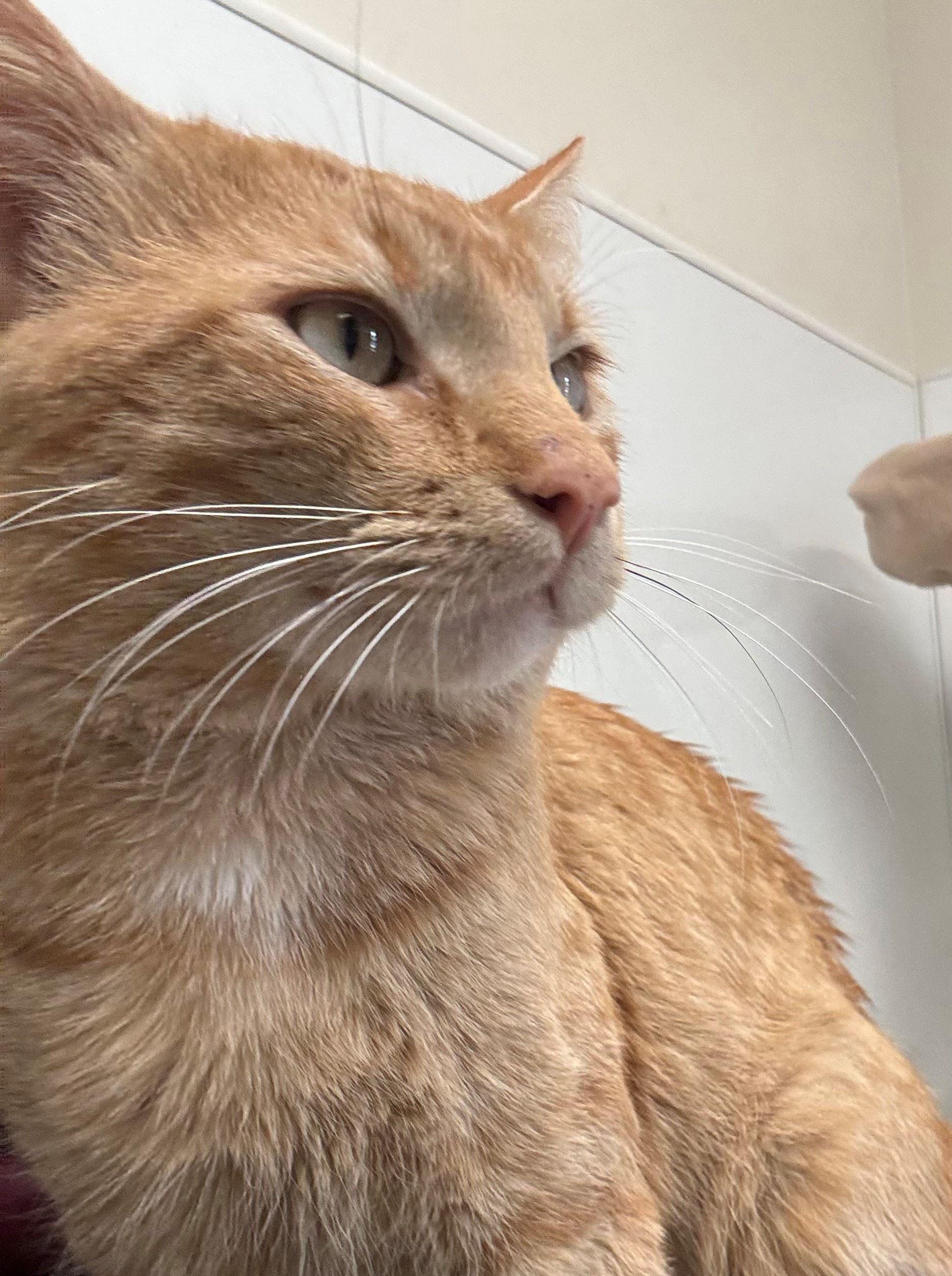 Speaker, a ADOPTABLE Domestic Short Hair in Iowa City, IA image 2/2