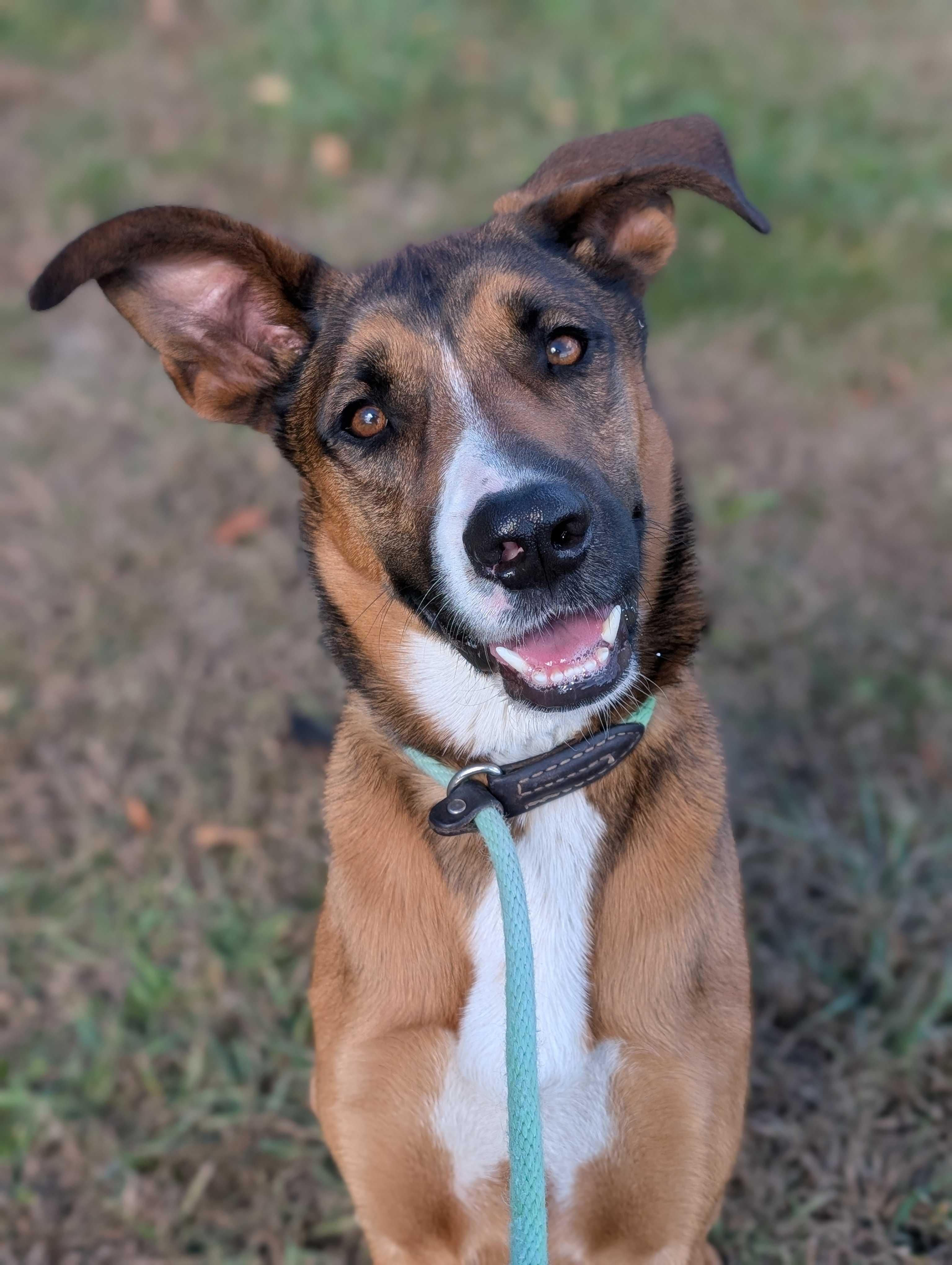 Coco, Adoptable, Adult Female Hound.