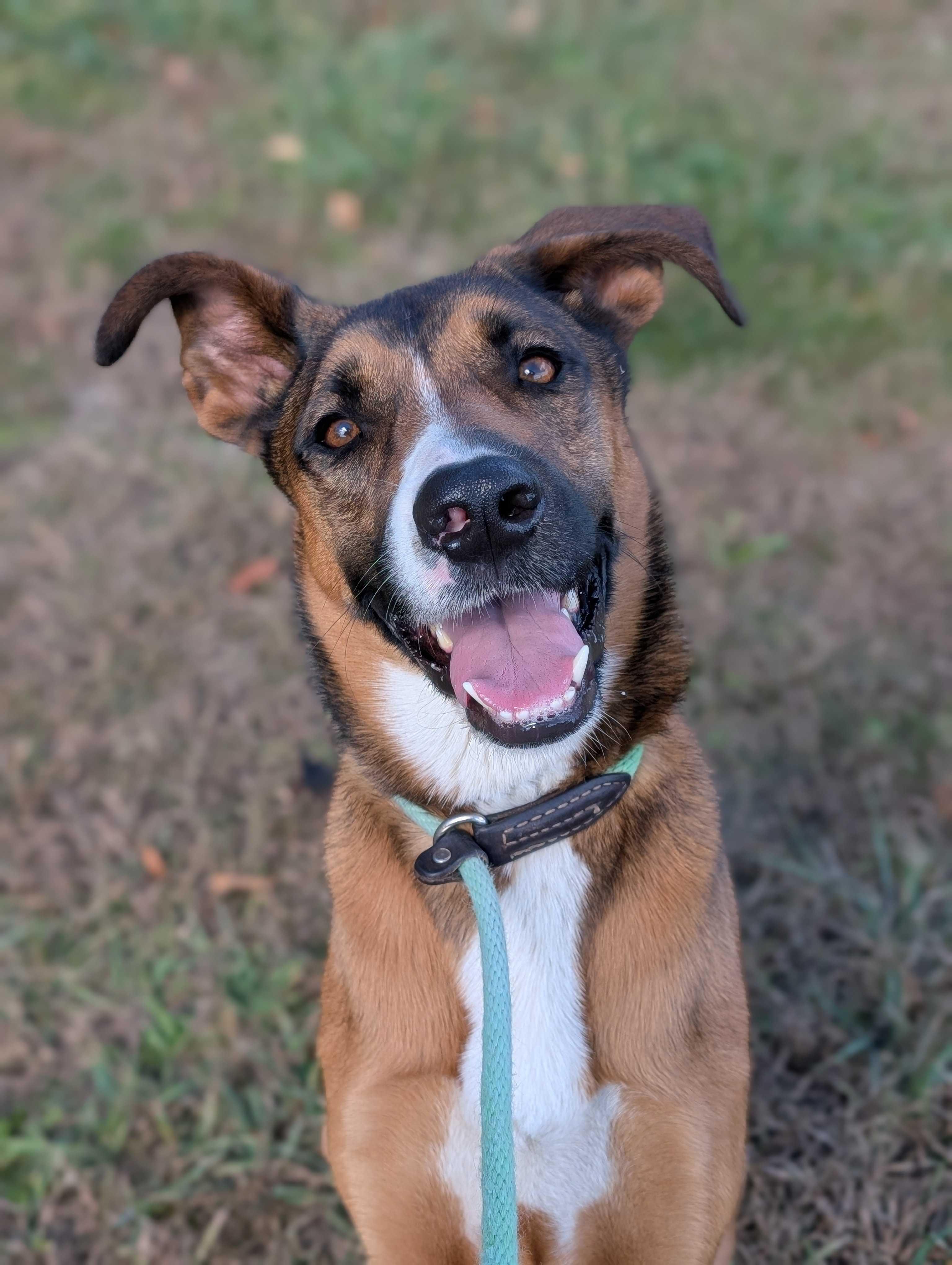 Coco, a Adoptable mixed breed in Lafayette, NJ image 2/2