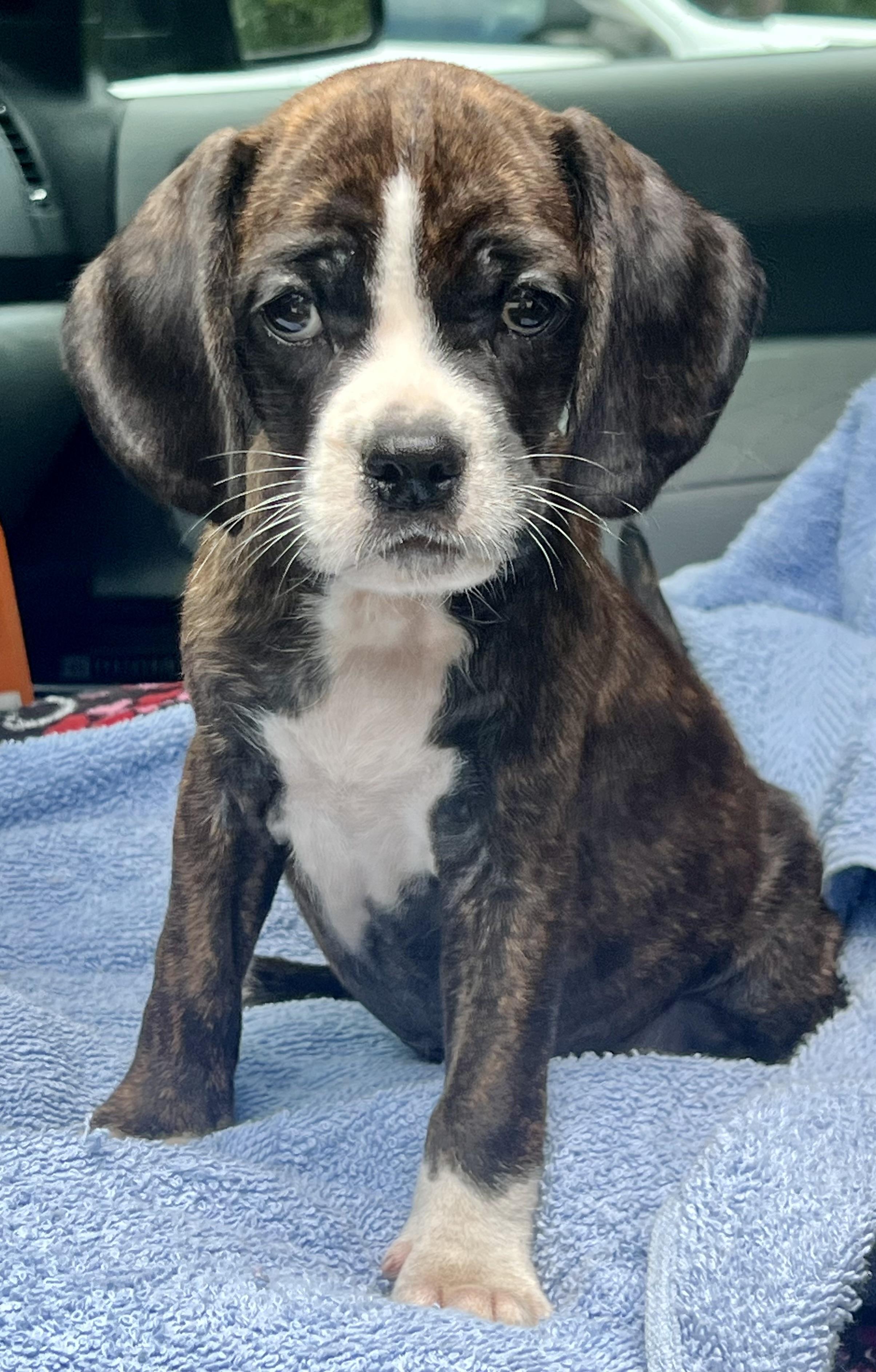 Hoppy, a ADOPTABLE Mixed Breed in Mt Pleasant, SC image 1/5