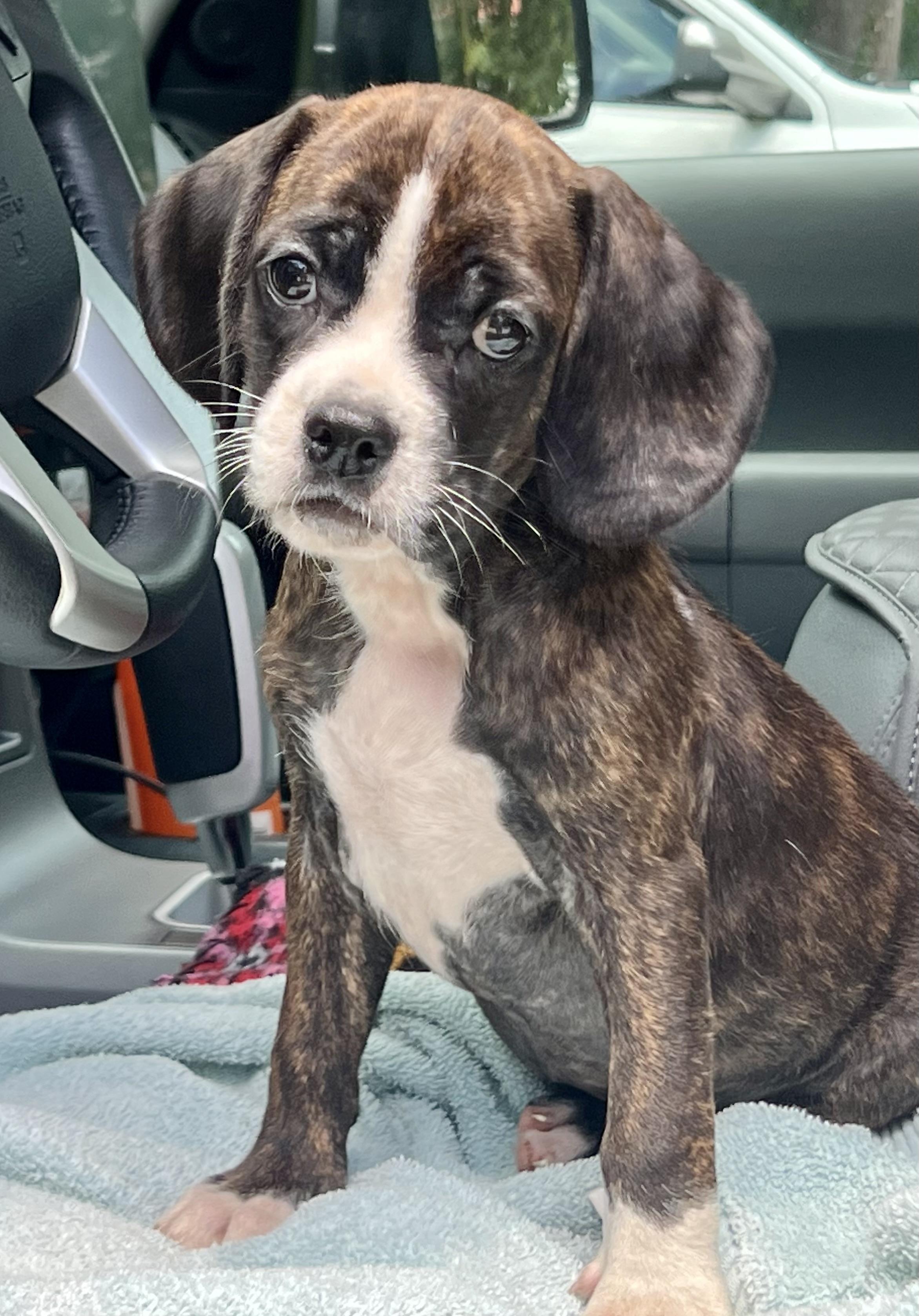 Hoppy, a ADOPTABLE Mixed Breed in Mt Pleasant, SC image 5/5