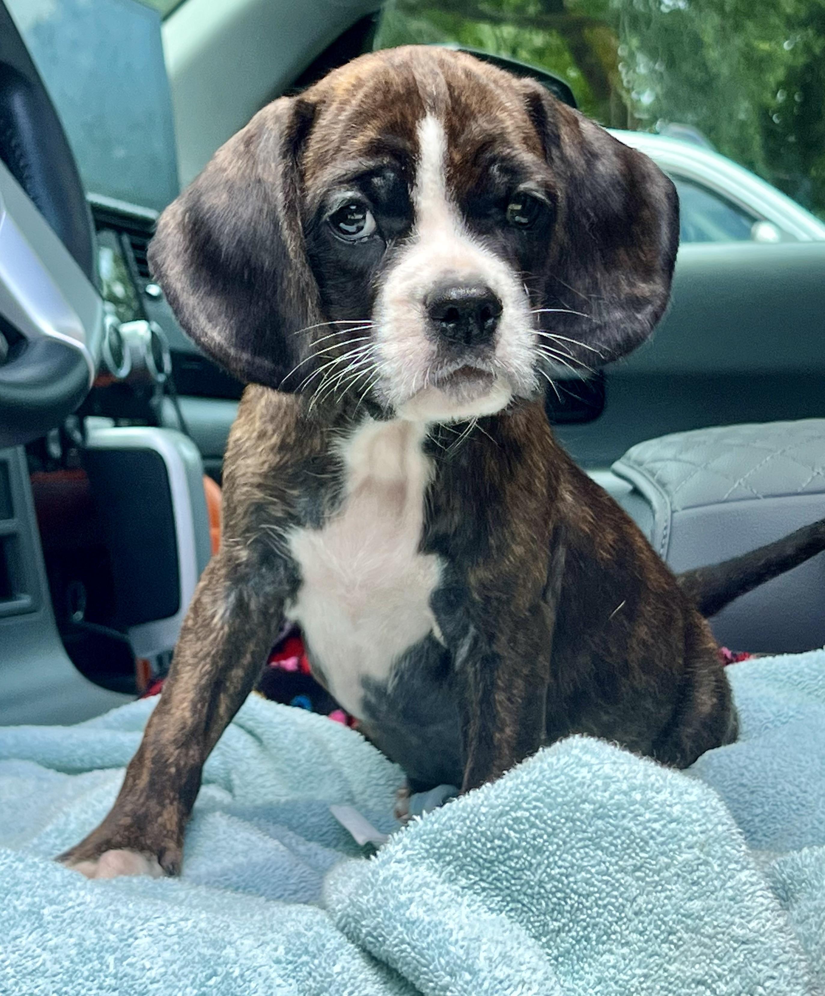 Hoppy, a ADOPTABLE Mixed Breed in Mt Pleasant, SC image 2/5