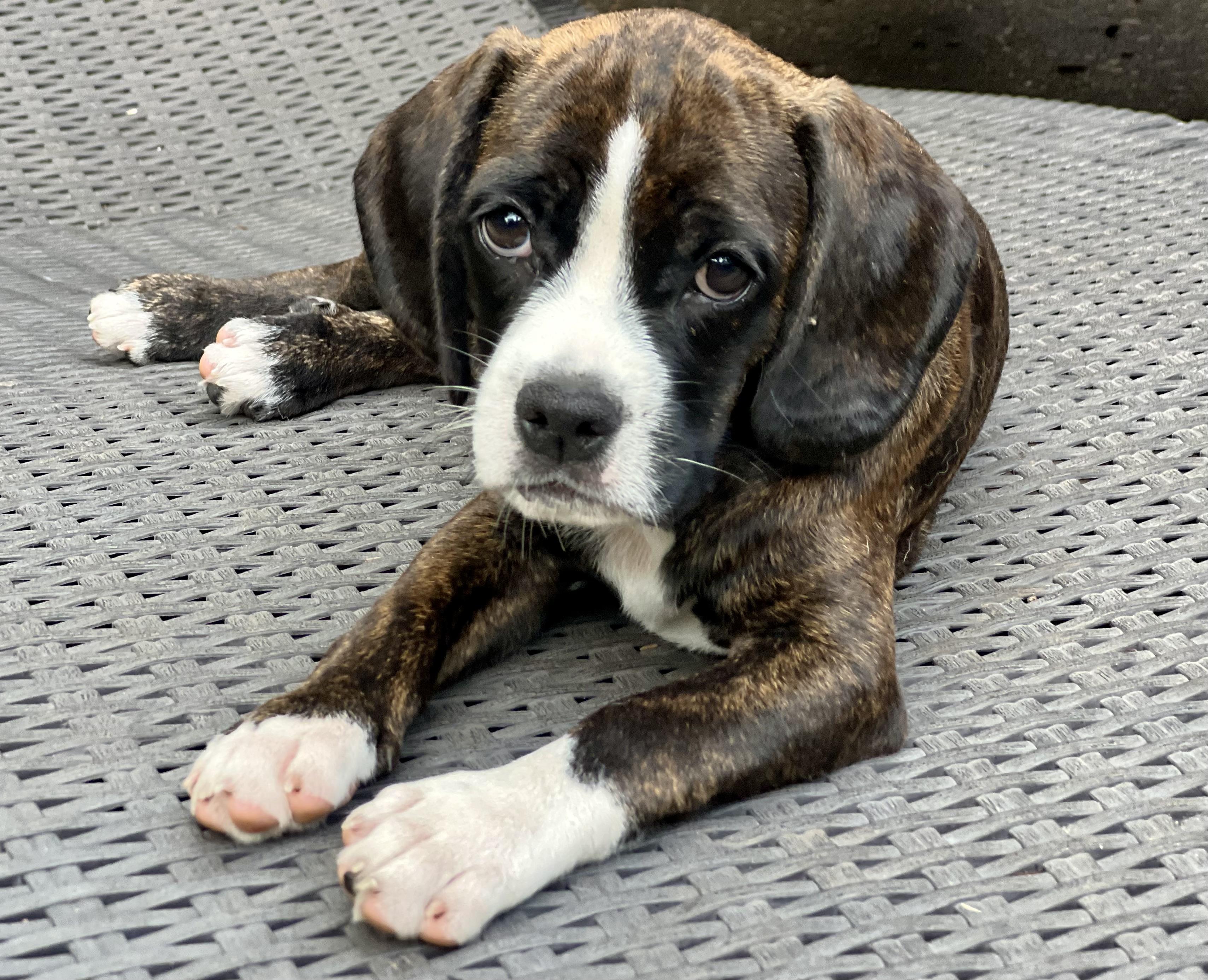 Enlarge Hoppy, a ADOPTABLE mixed breed in Mt Pleasant, SC image 3/5