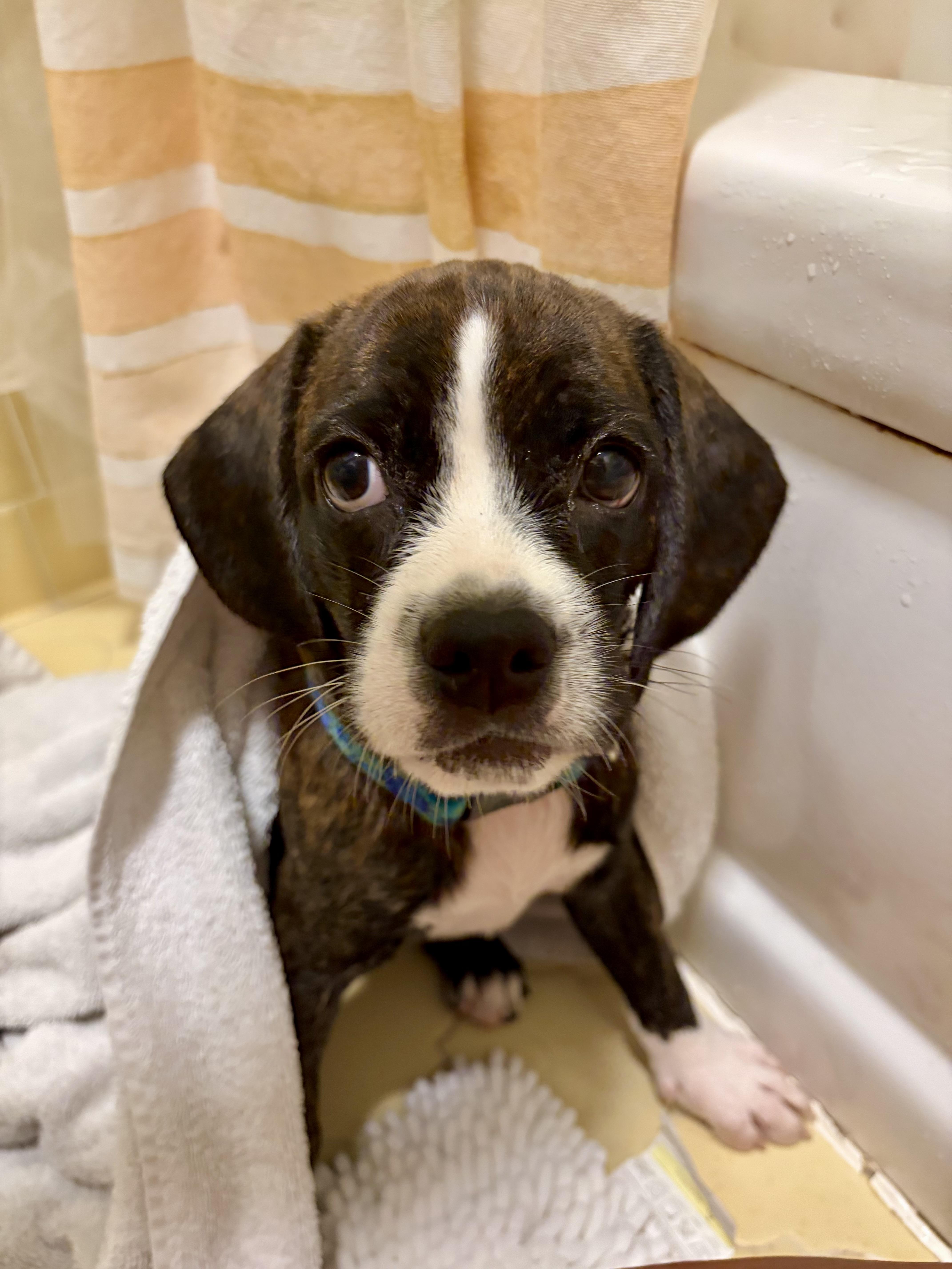 Enlarge Hoppy, a ADOPTABLE mixed breed in Mt Pleasant, SC image 5/5