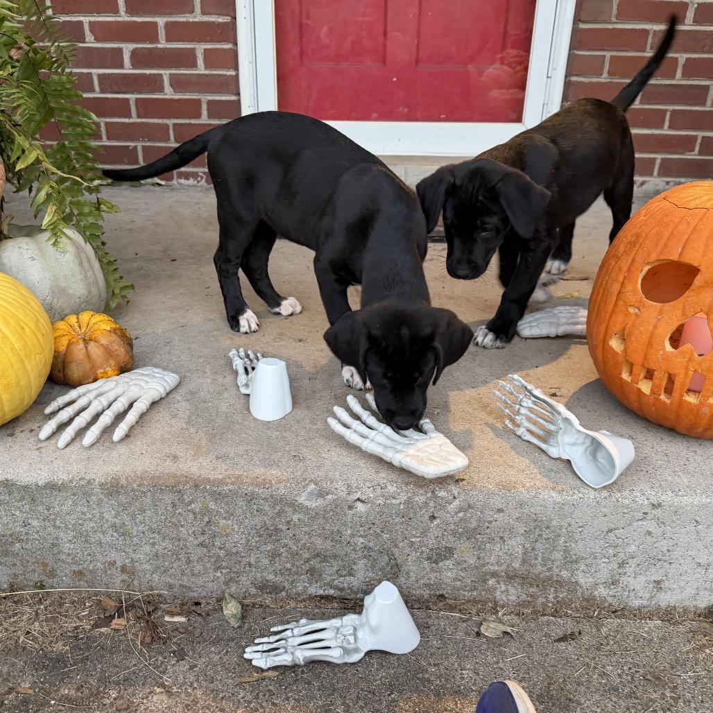 Coy Denver, Adoptable, Puppy Male Labrador Retriever & Mountain Cur.