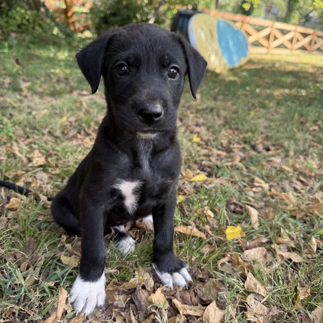 Enlarge Coy Denver, a Adoptable mixed breed in Goodlettsville, TN image 2/5