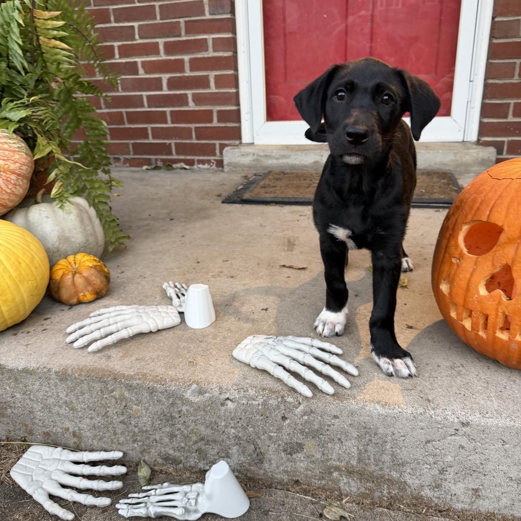 Enlarge Coy Denver, a Adoptable mixed breed in Goodlettsville, TN image 3/5