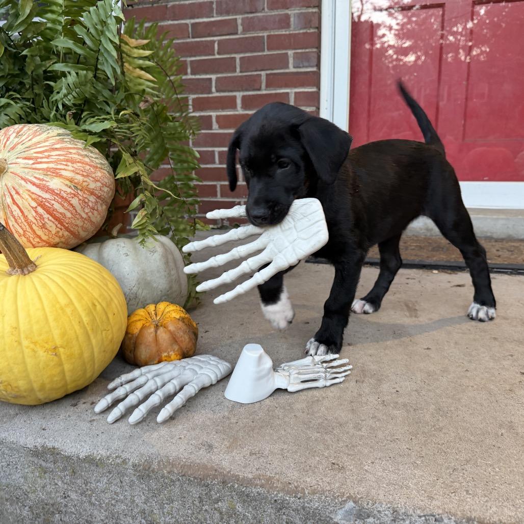Enlarge Coy Denver, a Adoptable mixed breed in Goodlettsville, TN image 5/5