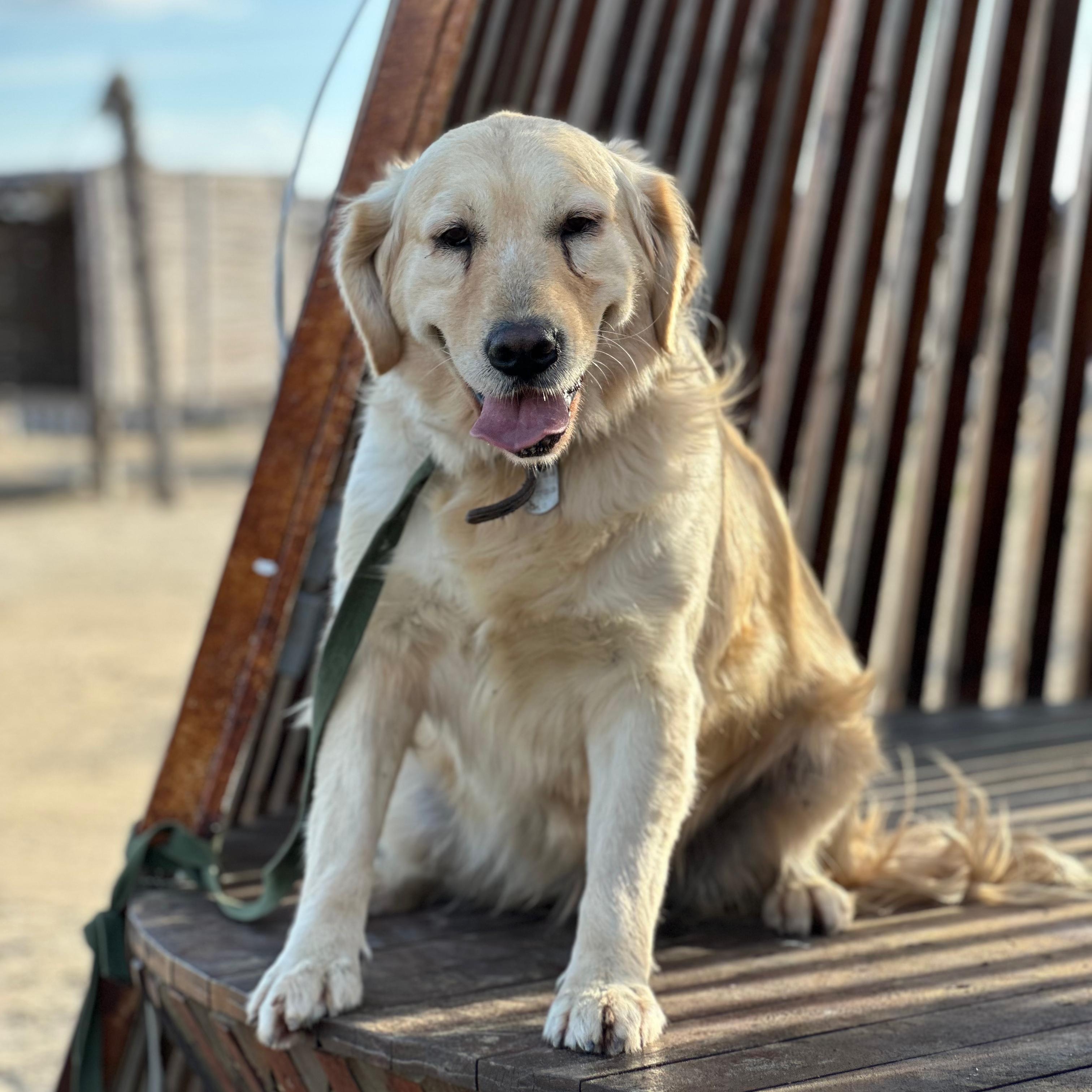 Enlarge NICE, an adopted Golden Retriever in Rhinebeck , NY image 3/6