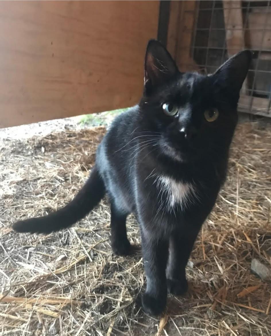 Enlarge Madgie, a Adoptable Domestic Medium Hair in Burlington, VT image 1/1