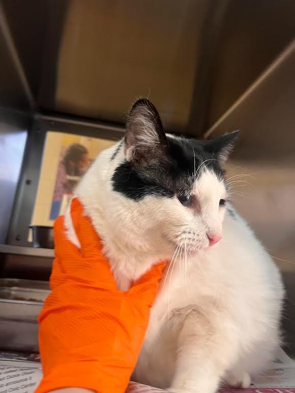Pisces, Adoptable, Senior Female Domestic Short Hair.
