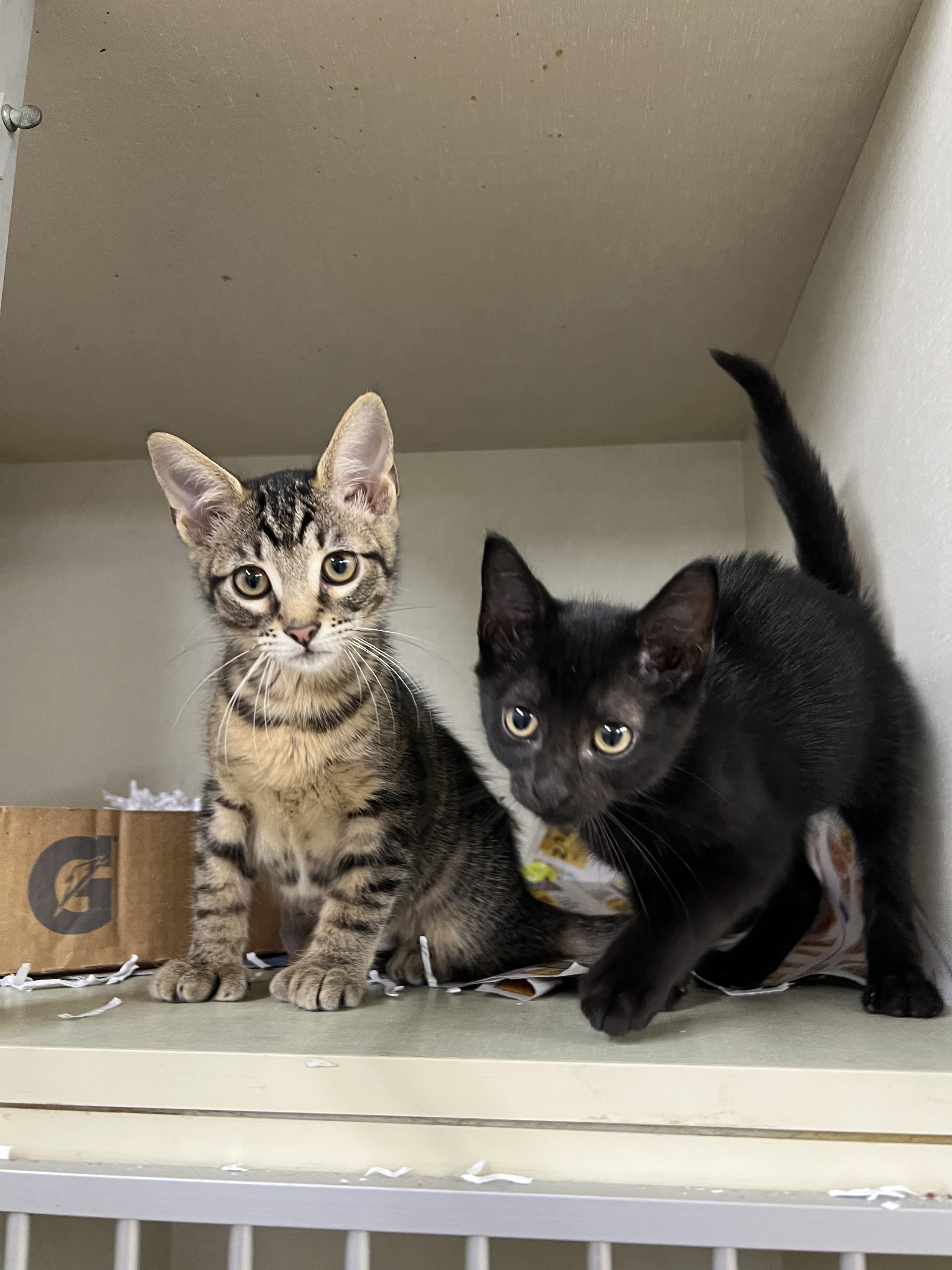 Fern & Clover, an adopted Domestic Short Hair in Cambridge, MA image 2/3