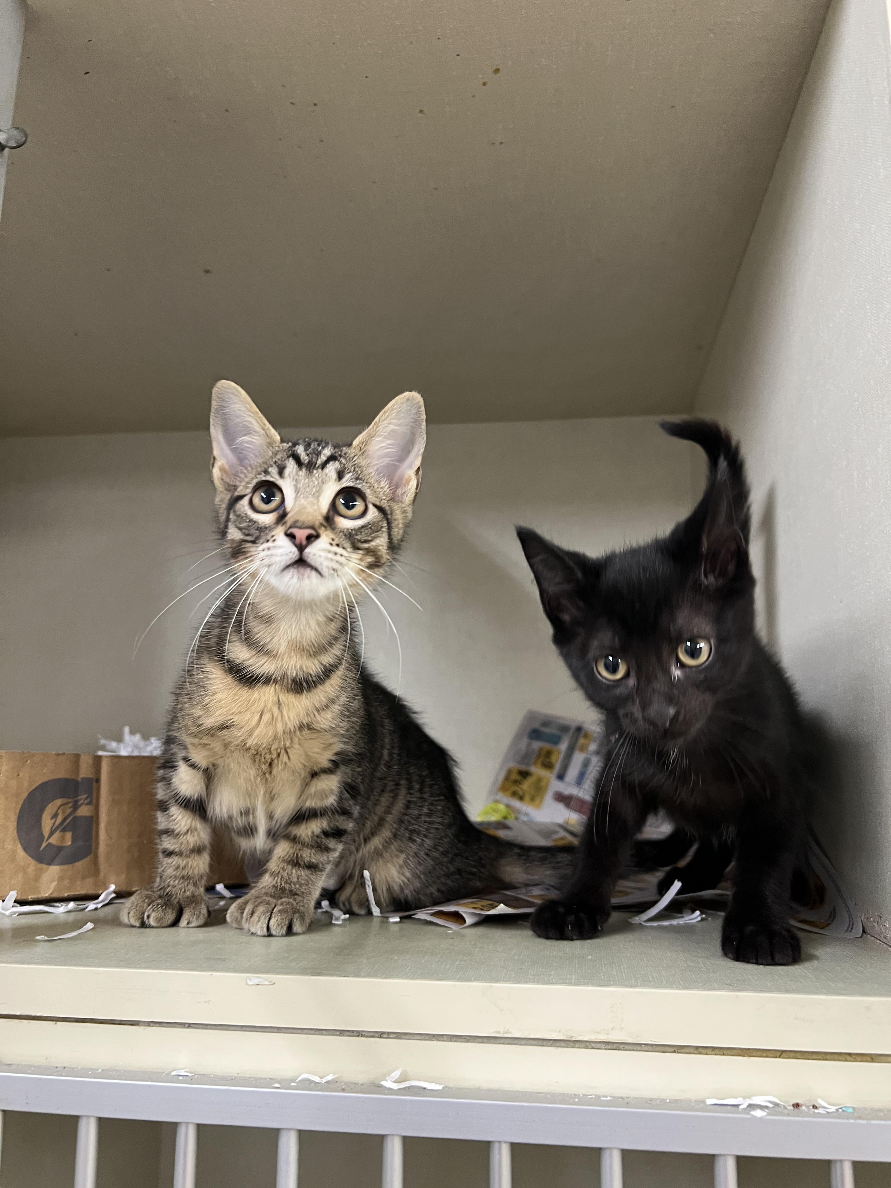 Fern & Clover, adopted, Kitten Female Domestic Short Hair.
