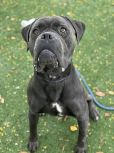 DALTON, Adoptable, Adult Male Neapolitan Mastiff.