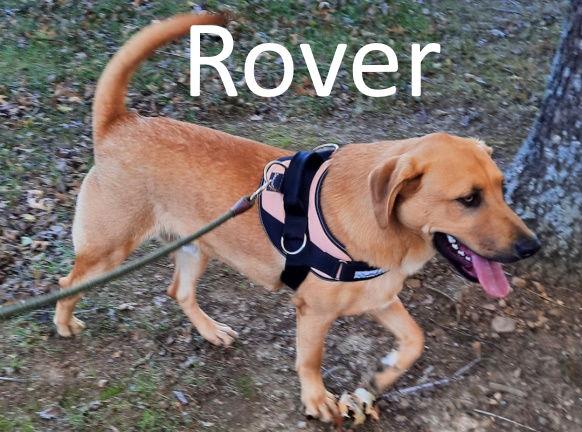 Rover, a Adoptable mixed breed in Mountain View, AR image 1/3