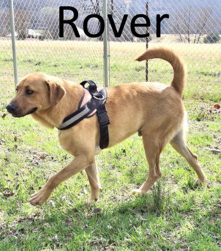 Rover, a Adoptable mixed breed in Mountain View, AR image 2/3