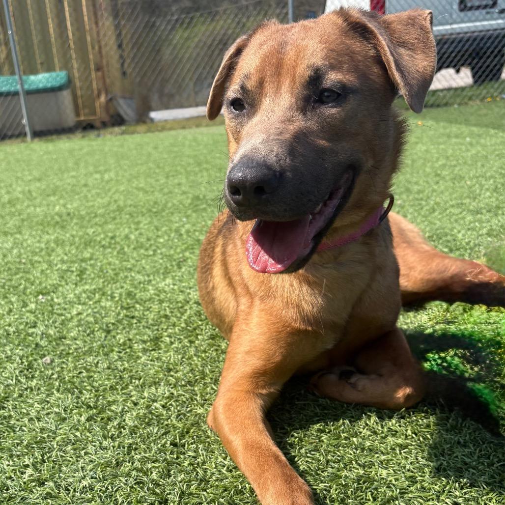 Rose, Adoptable, Adult Female Mixed Breed.