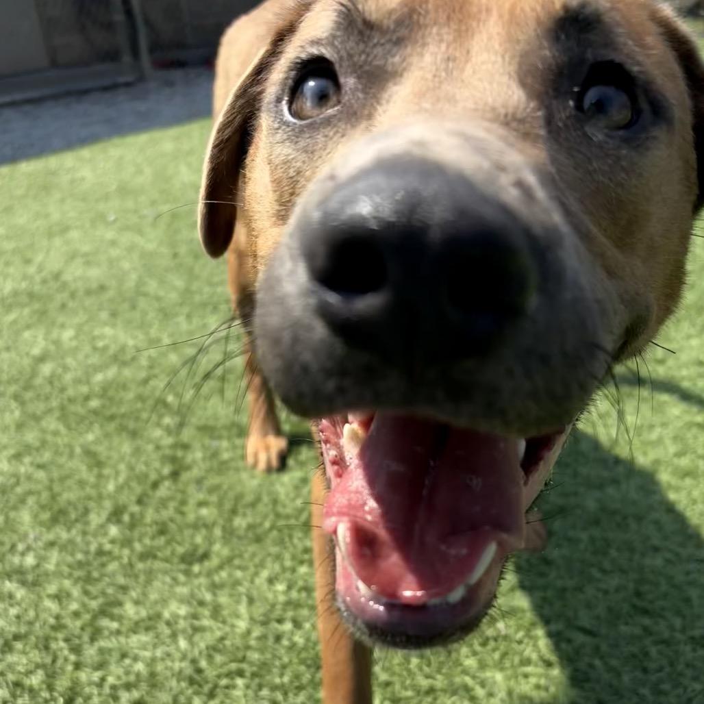 Enlarge Rose, a Adoptable Mixed Breed in Batavia, OH image 2/6