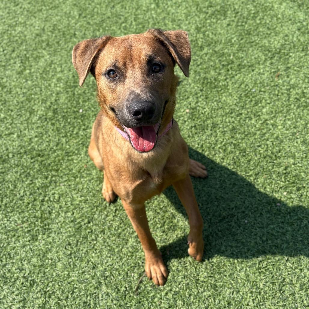 Enlarge Rose, a Adoptable Mixed Breed in Batavia, OH image 3/6